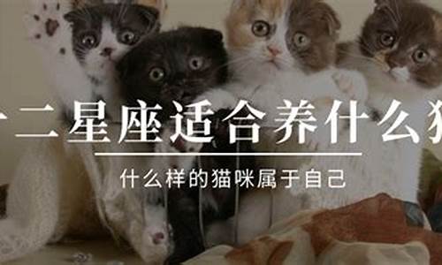 十二星座专属宠物猫_十二星座专属宠物猫名